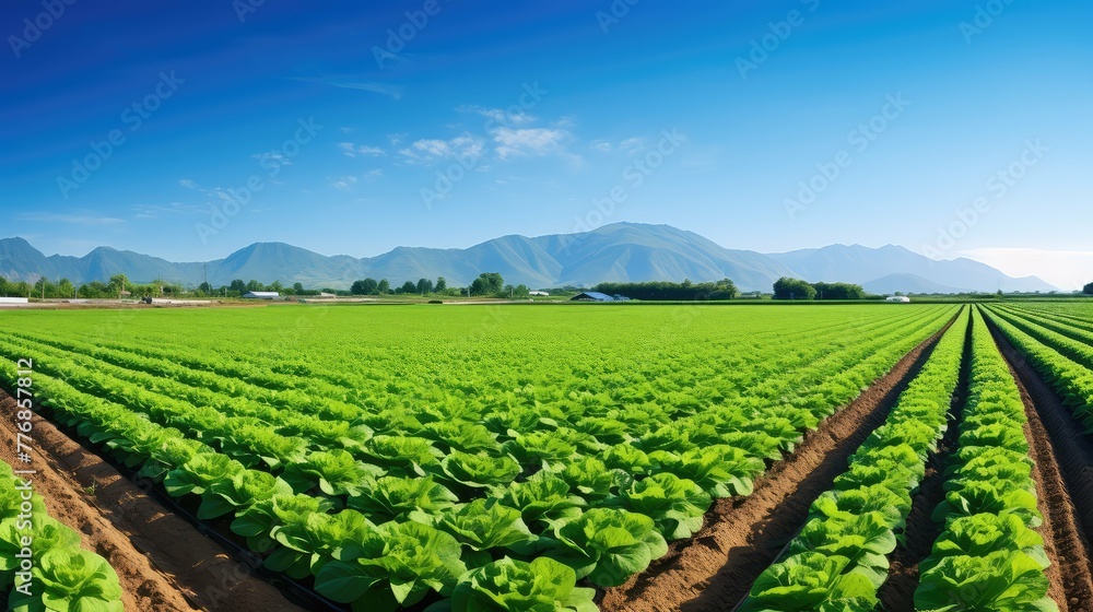 agriculture vegetable crop farm