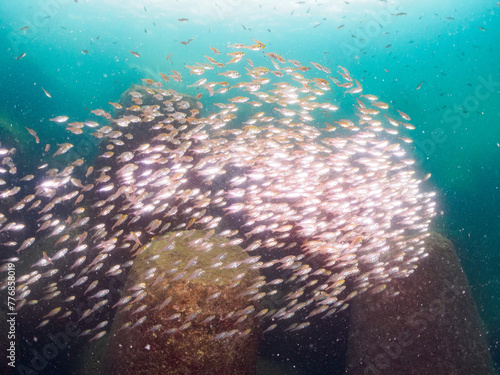 テトラポッドに群れる、美しいキンメモドキ、クロホシイシモチ（ハタンポ科）他の幼魚の大群。

日本国静岡県伊東市、川奈港にて。
2023年6月18日撮影。
水中写真。

A large school of beautiful Pigmy Sweeper, Parapriacanthus ransonneti, Spotnape cardinalfish, Ostorhinchus notatus ( photo