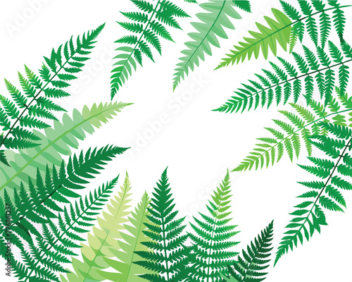 Fern leaves frame vector illustrator