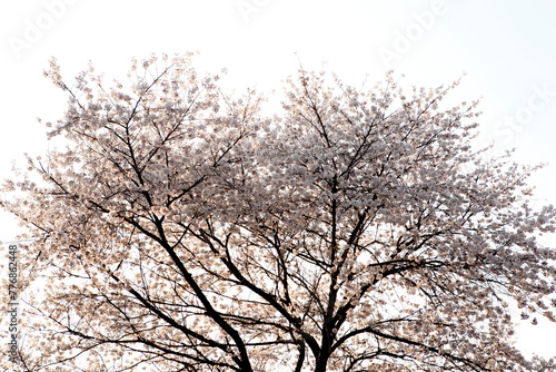 Gorgeous Cherry Blossoms © ccarax