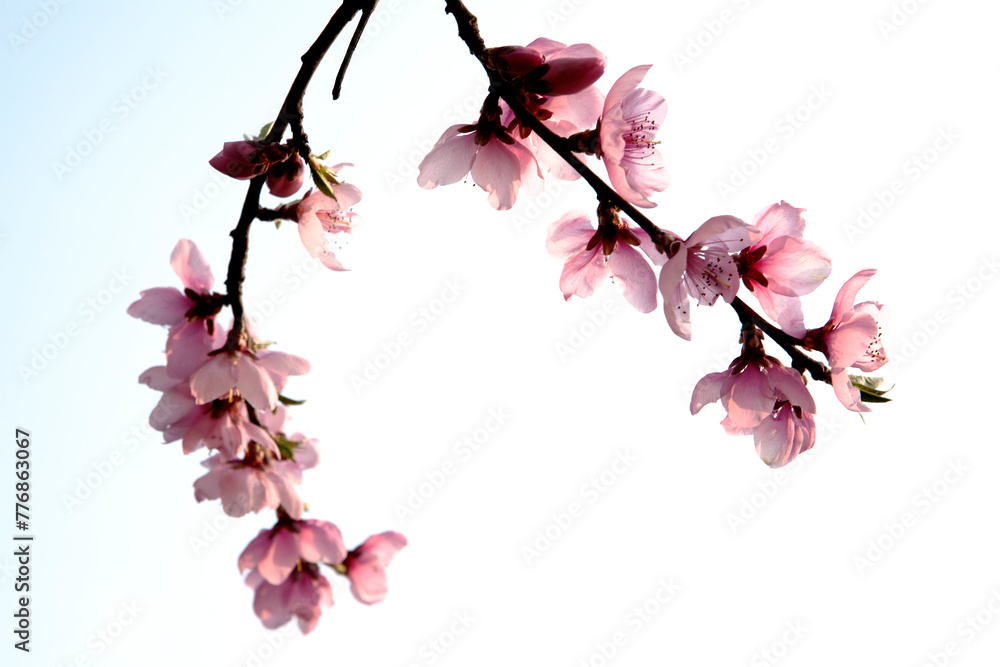 Obraz premium peach blossom in bloom