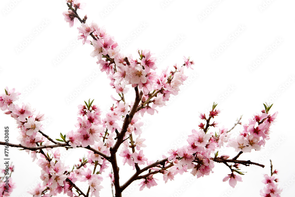 peach blossom in bloom peach blossom in bloom