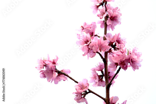 peach blossom in bloom
