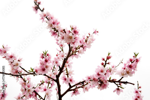 peach blossom in bloom © ccarax
