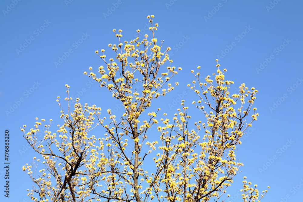 yellow spring flower