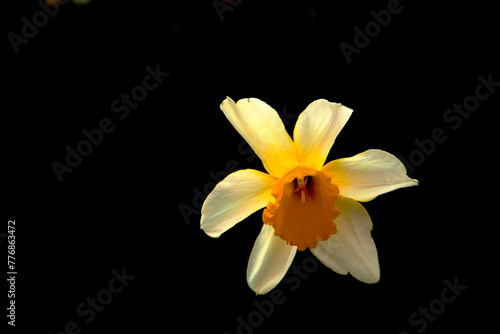 Yellow daffodil