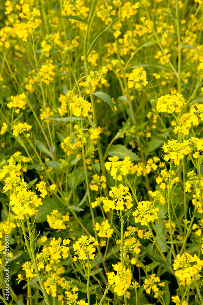 Obraz premium Mustard Flower Field
