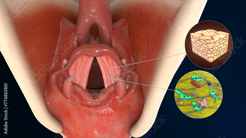 Larynx Elastic connective tissue 3d illustrator photo