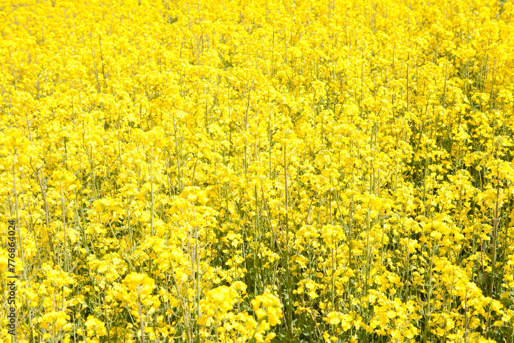 Mustard Flower Field Mustard Flower Field