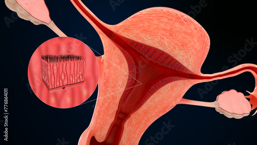 pseudostratified ciliated columnar epithelium tissue in female reproductive system 3d illustration photo