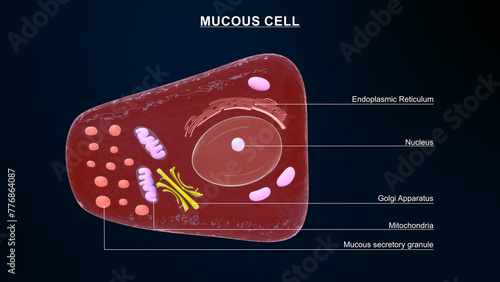 Foveolar cell or surface mucous cell of the stomach wall, secretes mucus  which cover the stomach wall 3d illustration photo