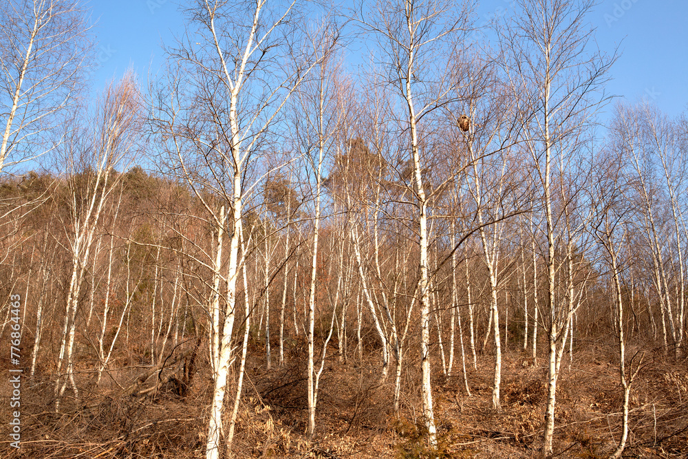 Fototapeta premium a grove of birch trees