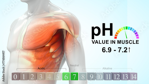 pH value in muscles 3d illustration