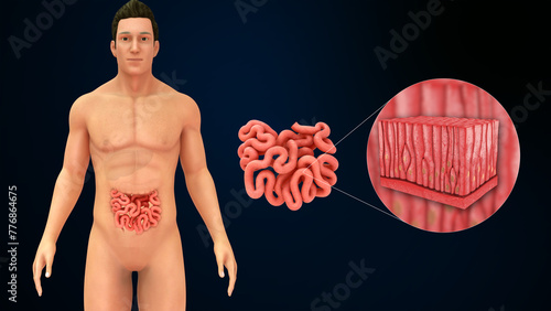 Small intestine made up of Simple columnar epithelium 3d illustration photo