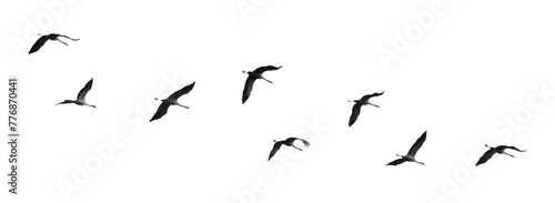 A Flock of Birds in Flight photo