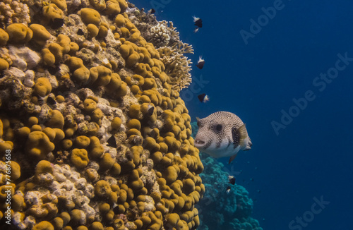 white spotted pufferfish swims along the beautiful coral reef with dark blue water