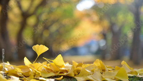 Ginkgo biloba makes you feel autumn. Fallen leaves of ginkgo. autumn leaves.