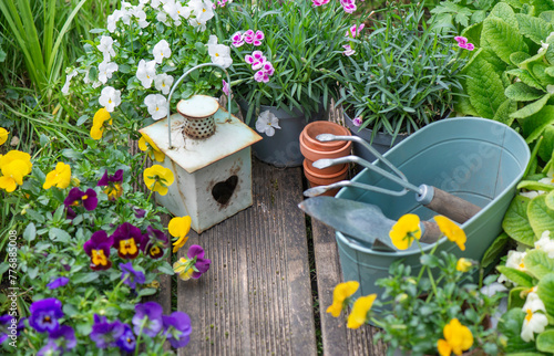 pretty colorful flowers blooming  and arranged on part of wooden terrace with...