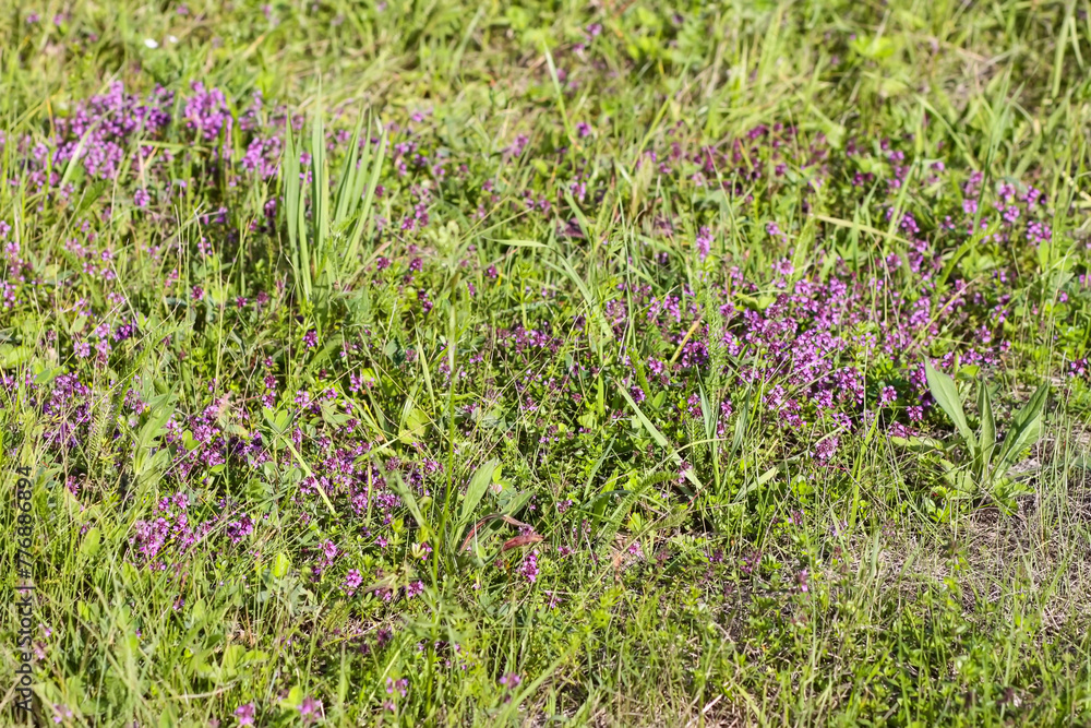 Thymus serpyllum, Breckland thyme, creeping thyme, or elfin thyme plants in flowering season. Natural herbal ingredients in a wild nature used in homeopathy and culinary.