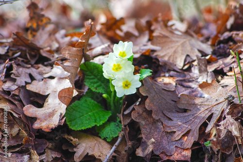 Primula vulgaris flowers on autumn oak leaves on the forest ground