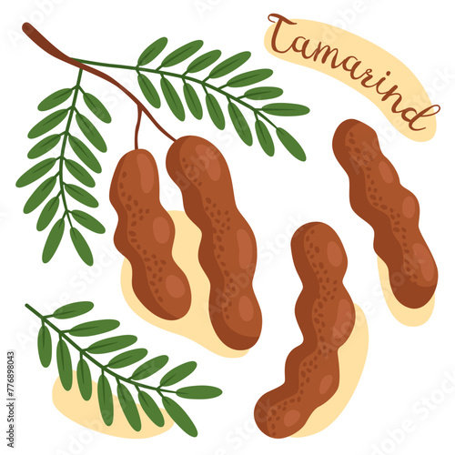 Tamarind. Tropical exotic fruits. Cartoon vector illustration. Tamarindus indica. Tamarind fruit with green leaves. 