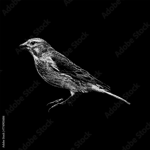 Linnet hand drawing vector isolated on black background.