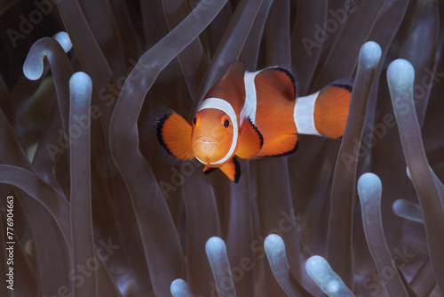Amphiprion ocellaris false percula clownfish or common clownfish