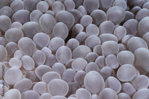 Plerogyra sinuosa bubble coral macro portrait photo