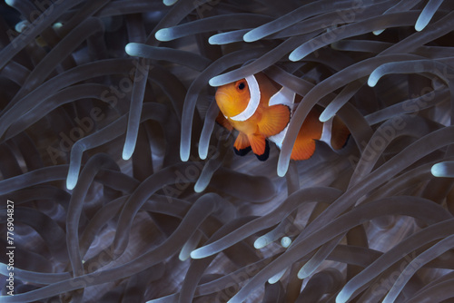 Amphiprion ocellaris false percula clownfish or common clownfish photo