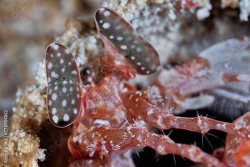 Lysiosquillina lisa Lisa's Mantis Shrimp Giant Mantis Shrimp photo