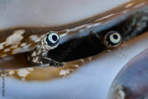 Spider shell marine mollusc eyes macro portrait