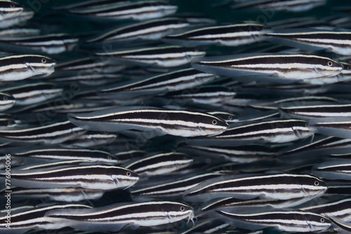 Plotosus lineatus striped eel catfish photo