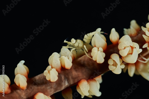 Dasycaris zanzibarica Zanzibar whip coral shrimp photo