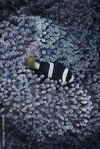 Amphiprion mccullochi whitesnout anemonefish McCulloch's anemonefish