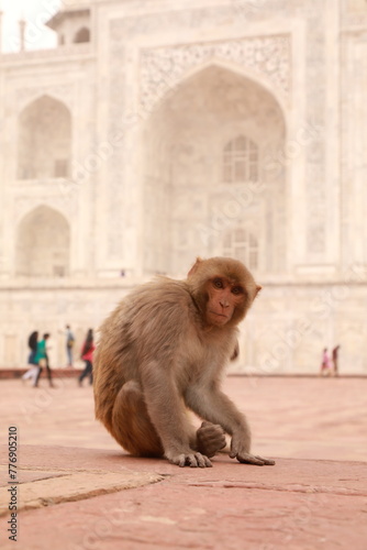 monkey taj mahal india