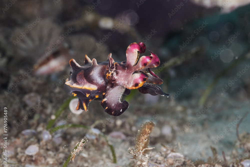 Fototapeta premium Metasepia pfefferi flamboyant cuttlefish in ocean