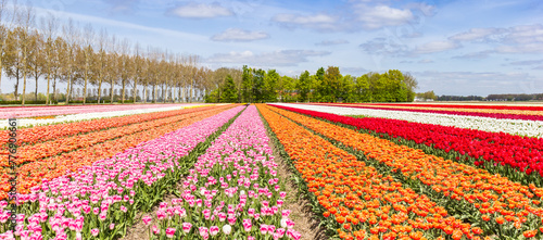 Panorama of various types of tulips in the field