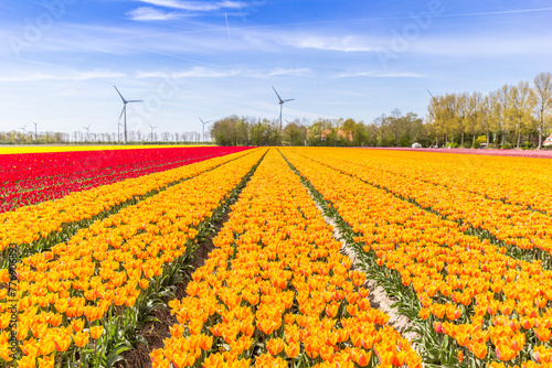 Yellow and orange tulips in the field
