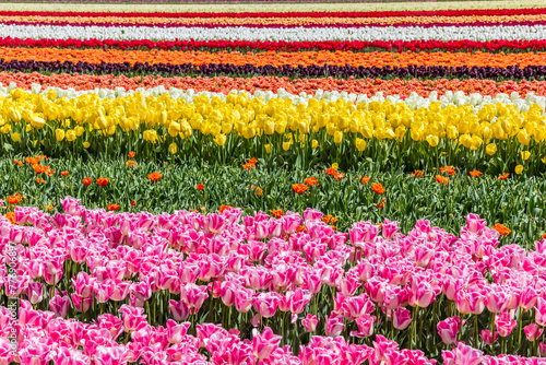 Rows of vibrant tulips in the field