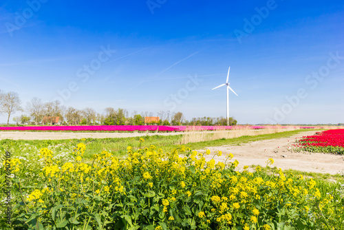 Rape seed in front of a field withn tulips