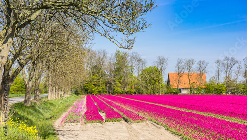 Purple tulips at a farmhouse in Flevoland