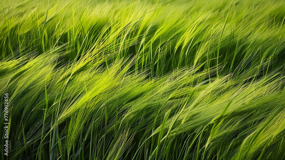 Serene tall grass fields: A graceful landscape of tranquility and beauty AI Image Serene tall grass fields: A graceful landscape of tranquility and beauty AI Image