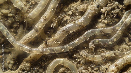 A magnified image of a soil sample with dozens of slender nematodes visible wriggling through the dirt. photo