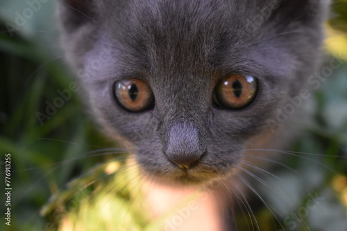 the muzzle of a gray kitten