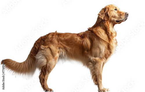 Regal Golden Retriever in Profile View on Transparent Background