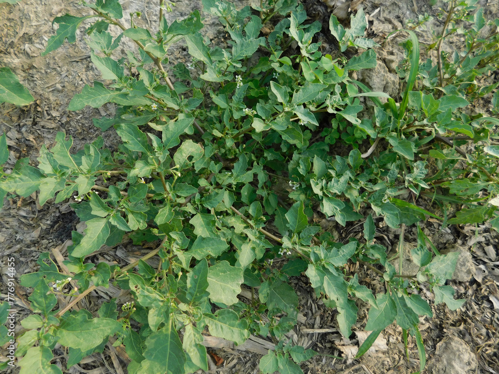 Solanum Nigrum plant indian macoy plant outdoor activities natural beauty photography India Solanum Nigrum plant indian macoy plant outdoor activities natural beauty photography India