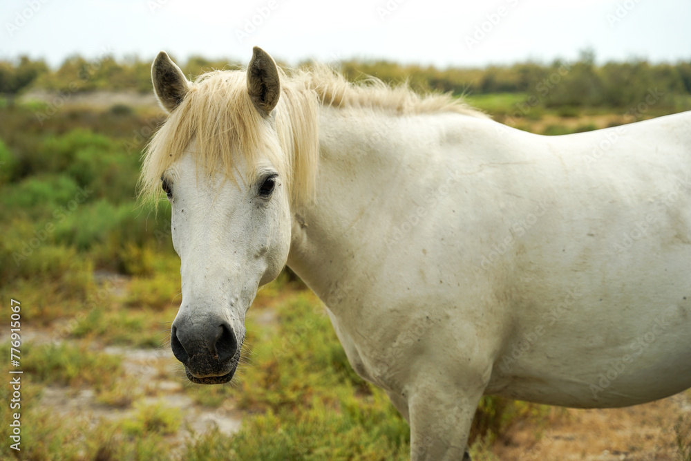 Camargue white horse (Equus ferus caballus), traditional french breed of working horse, Camargue, France Camargue white horse (Equus ferus caballus), traditional french breed of working horse, Camargue, France