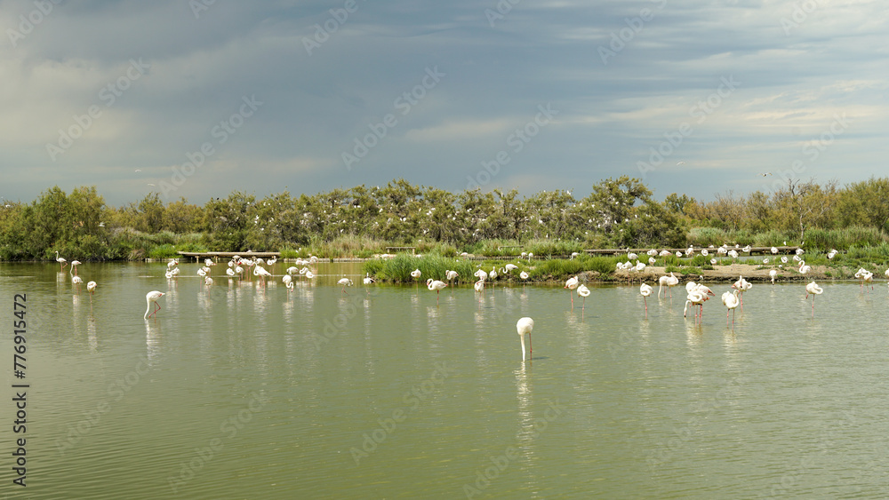 Pink flamingos birds standing in pond, ornithological park in Camargue Regional Nature Park, France