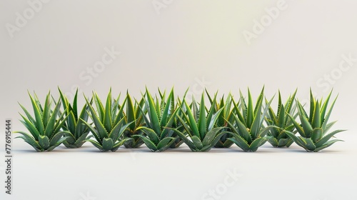 An arrangement of aloe vera specimens exhibiting sturdy green foliage adorned with taut yellow stripes, composed before an empty white field, botanical geometry