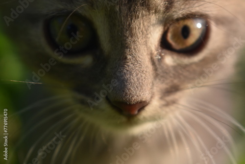 the muzzle of a kitten